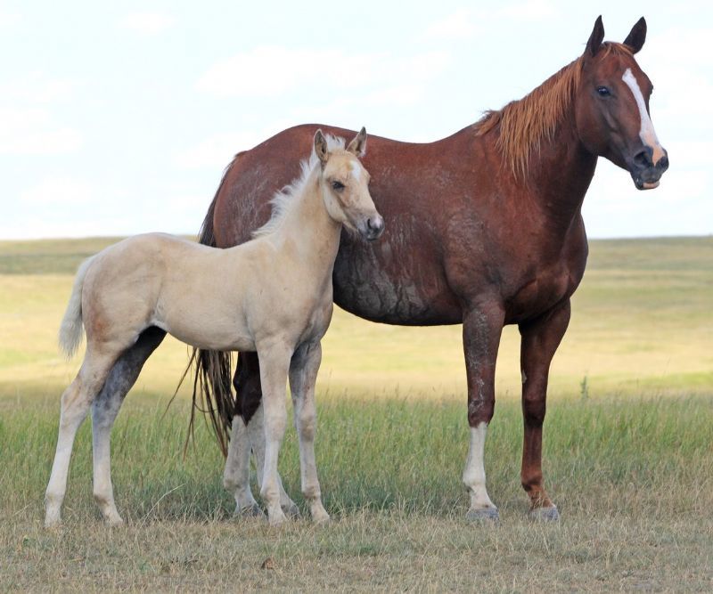 035 - Suzanna Firewater colt